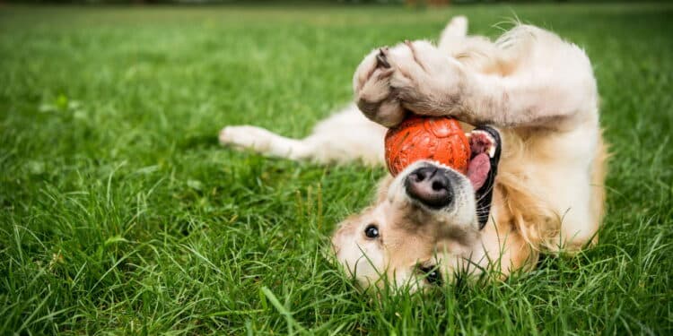 Adotar um cão ajuda na depressão? Veja os benefícios e raças indicadas