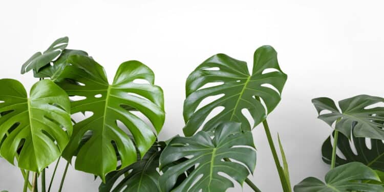 Créditos: depositphotos.com / kseniasol