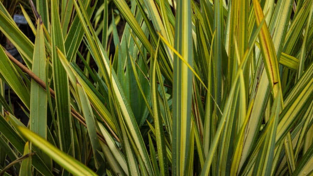 Quais são as melhores plantas para esconder manchas nos muros?