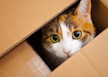 O que os gatos veem nas caixas que os humanos não conseguem entender