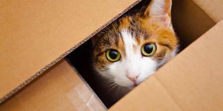 O que os gatos veem nas caixas que os humanos não conseguem entender