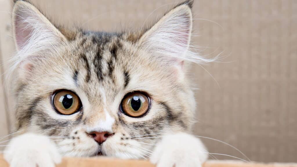 O que os gatos veem nas caixas que os humanos não conseguem entender