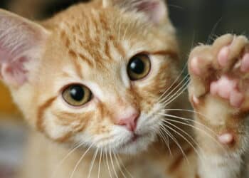 Gatos conseguem sentir ciúmes? Veja como identificar sinais no comportamento