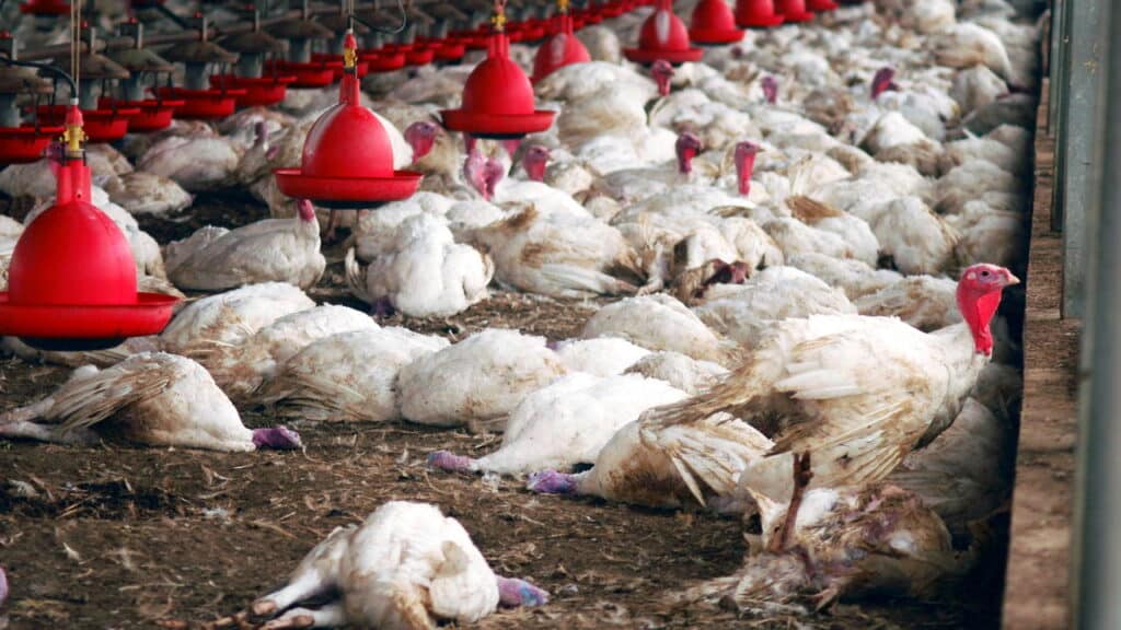 O que é a gripe aviária H5N1 e como ela afeta as aves?