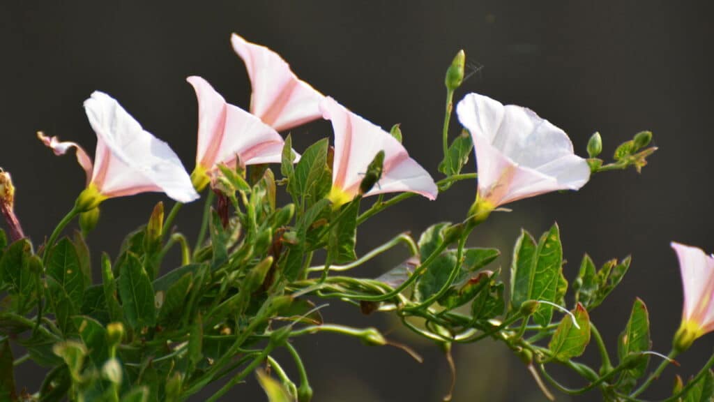 Convolvulus arvensis cresce e floresce no campo - Créditos: depositphotos.com / orestligetka.ukr.net