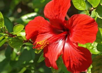 6 flores vermelhas ideais para deixar seu jardim vibrante!