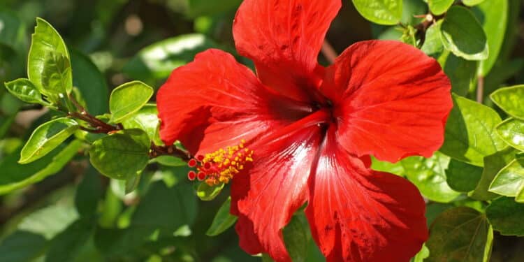 6 flores vermelhas ideais para deixar seu jardim vibrante!