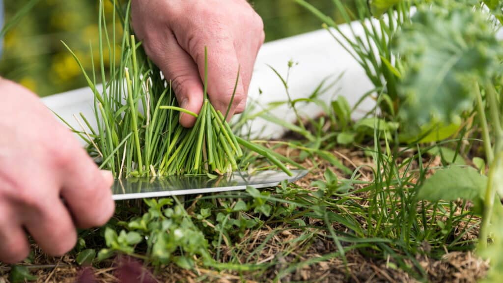 Como garantir folhas verdes e grossas em cebolinhas na horta doméstica?