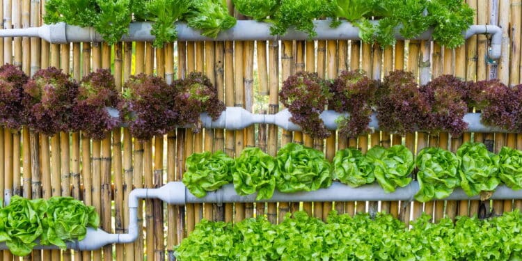 Como montar uma horta vertical em pequenos espaços