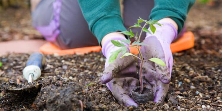 Métodos de jardinagem antigos que funcionam melhor do que você imagina
