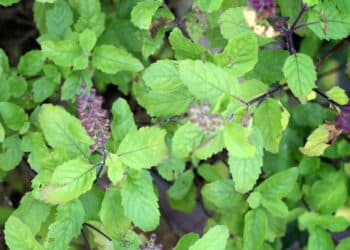 A planta mais poderosa da Índia que purifica corpo e espírito!