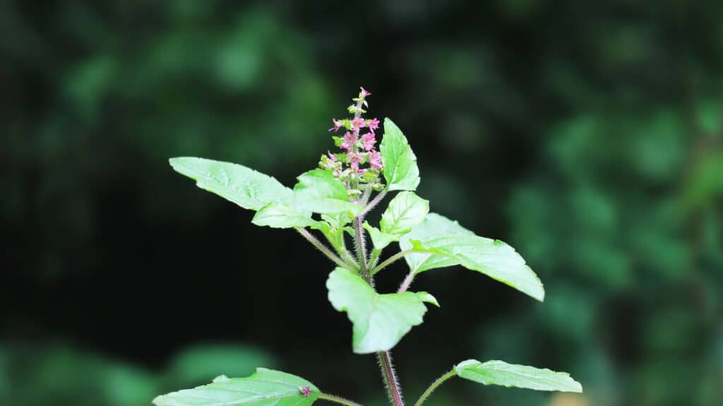 A planta mais poderosa da Índia que purifica corpo e espírito!