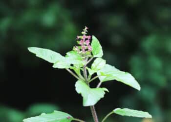 As ervas mais fáceis de cultivar em casa e manter sempre frescas