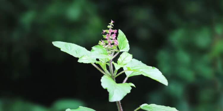 Cultivo de ervas em casa: como ter temperos frescos o ano todo