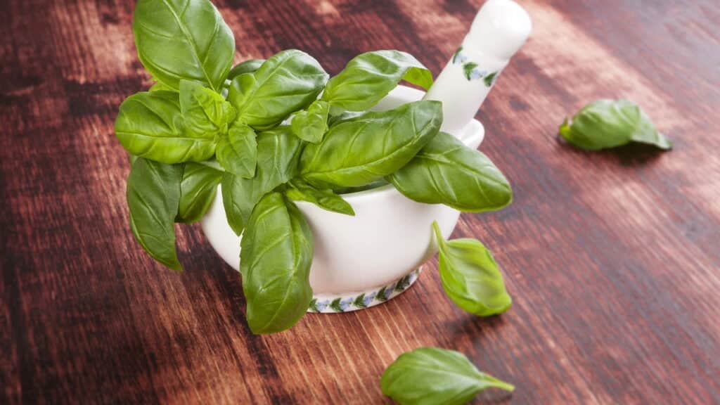 Plantar manjericão em apartamento é simples e recompensador
