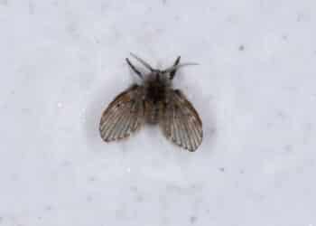 O que causa mosquinhas no banheiro e o que fazer para evitar