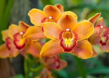 Essa flor tem um efeito inesperado na sua saúde emocional!