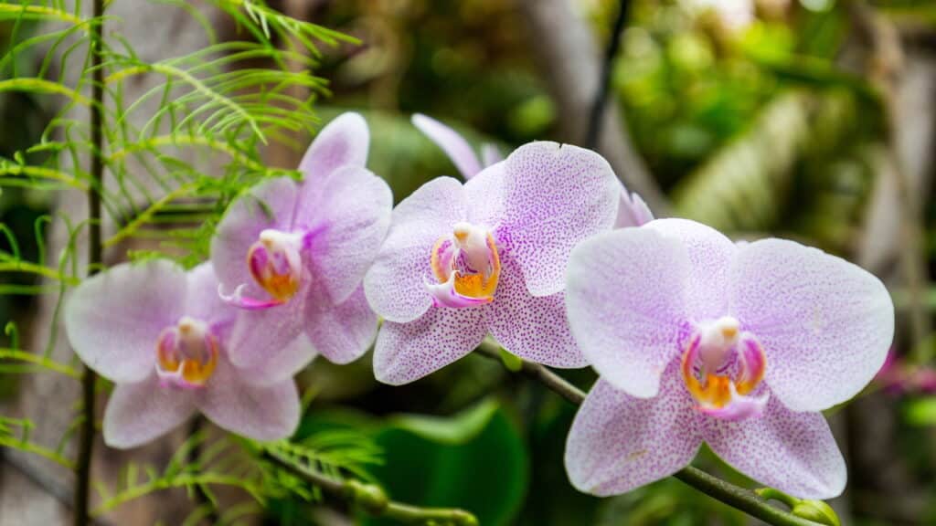 Essa flor tem um efeito inesperado na sua saúde emocional!