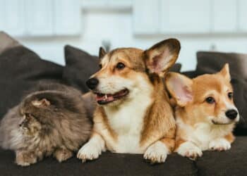 Pets também sofrem queimaduras – saiba como proteger