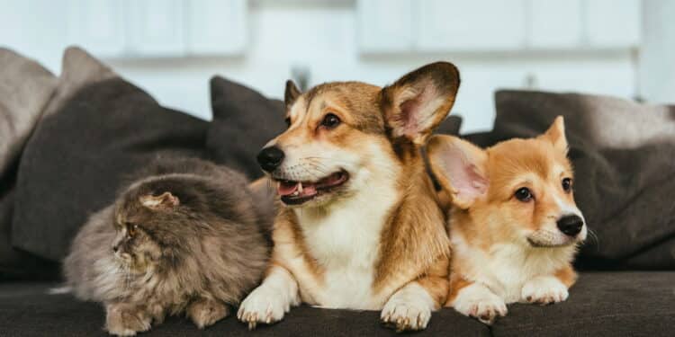 Pets também sofrem queimaduras – saiba como proteger