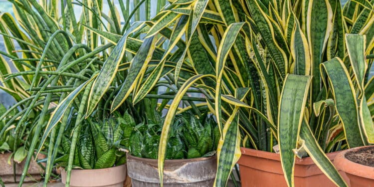 Plantas do Feng Shui que transformam a energia da sua casa