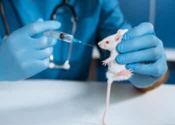 Brasil está prestes a aprovar a maior lei de proteção animal da história