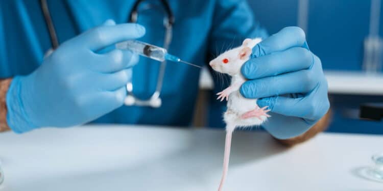 Brasil está prestes a aprovar a maior lei de proteção animal da história