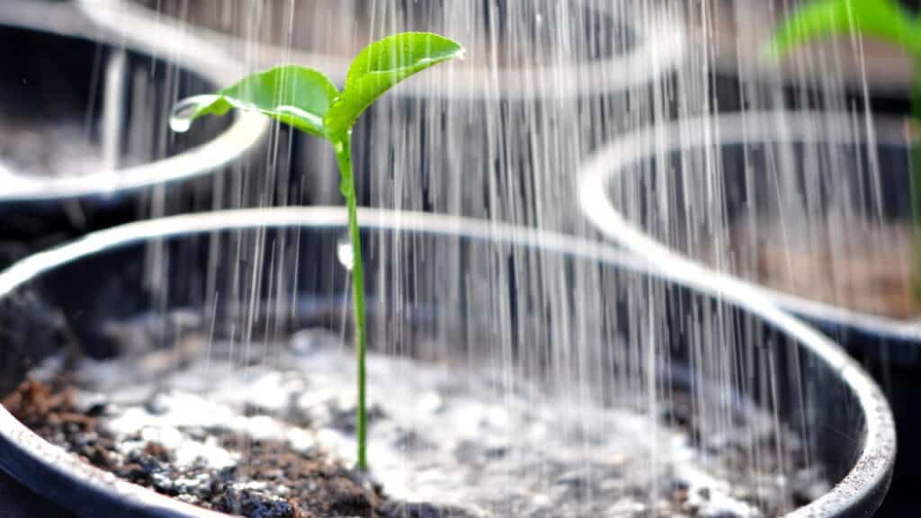 Suas plantas não absorvem água neste horário do dia