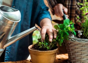 Suas plantas não absorvem água neste horário do dia