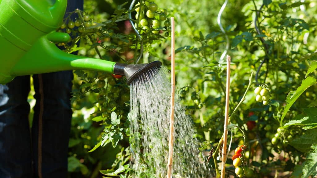 Suas plantas não absorvem água neste horário do dia