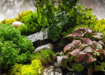 O jeito mais fácil e bonito de montar seu próprio terrário