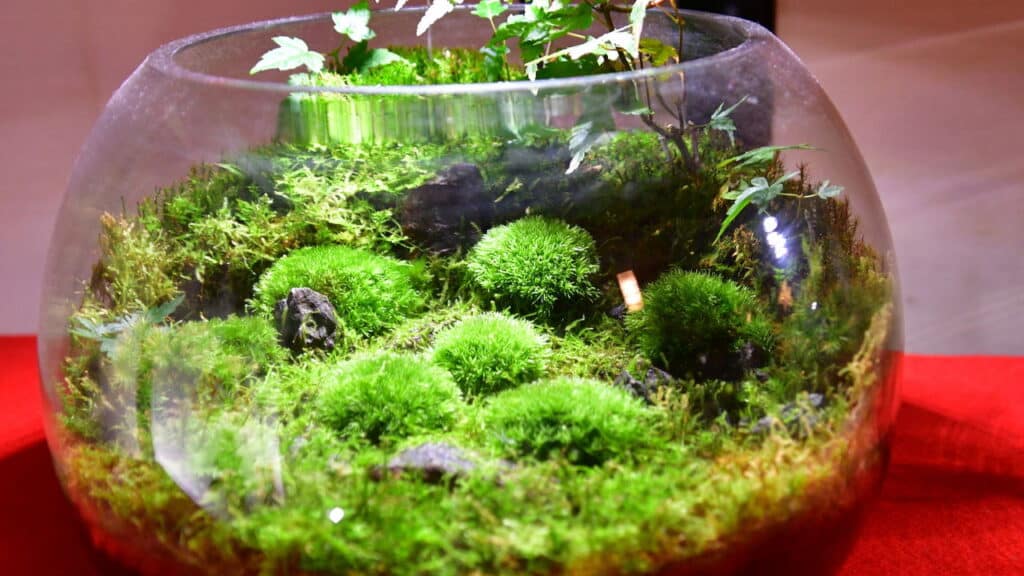 O jeito mais fácil e bonito de montar seu próprio terrário
