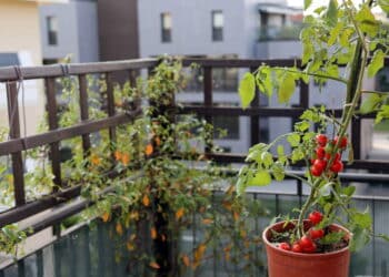 Cultive tomate no seu apartamento sem mistério com este guia fácil