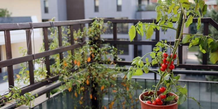 Cultive tomate no seu apartamento sem mistério com este guia fácil