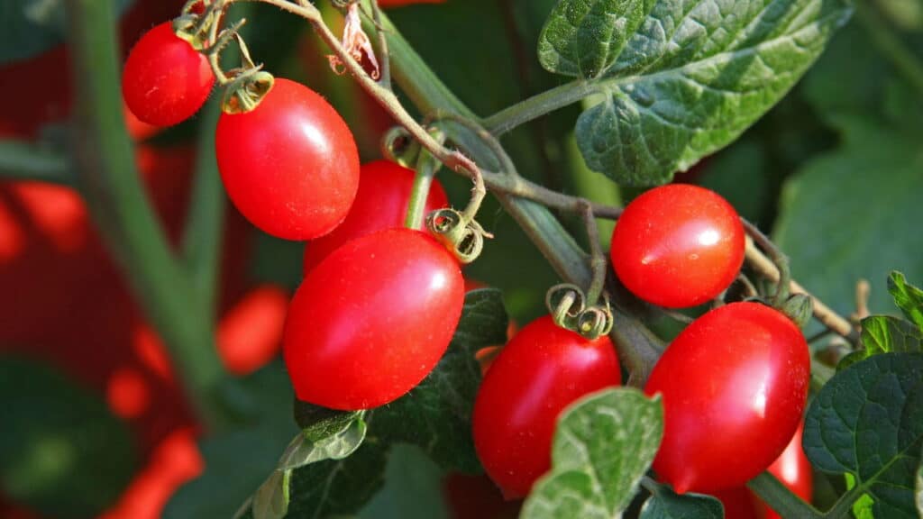 Plantar tomate em apartamento é mais fácil do que parece