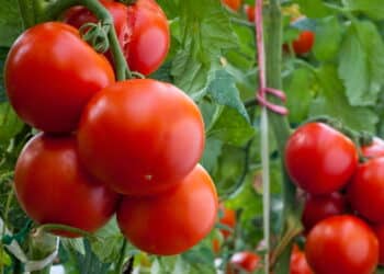 Transforme sua casa em uma mini-horta de tomates doces e saudáveis