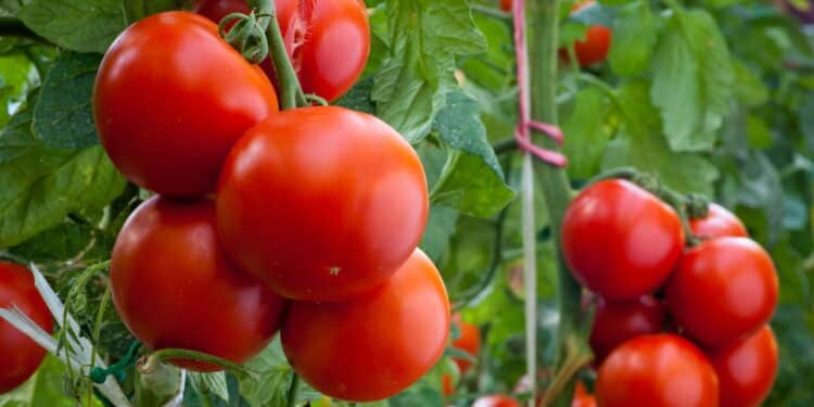 Transforme sua casa em uma mini-horta de tomates doces e saudáveis