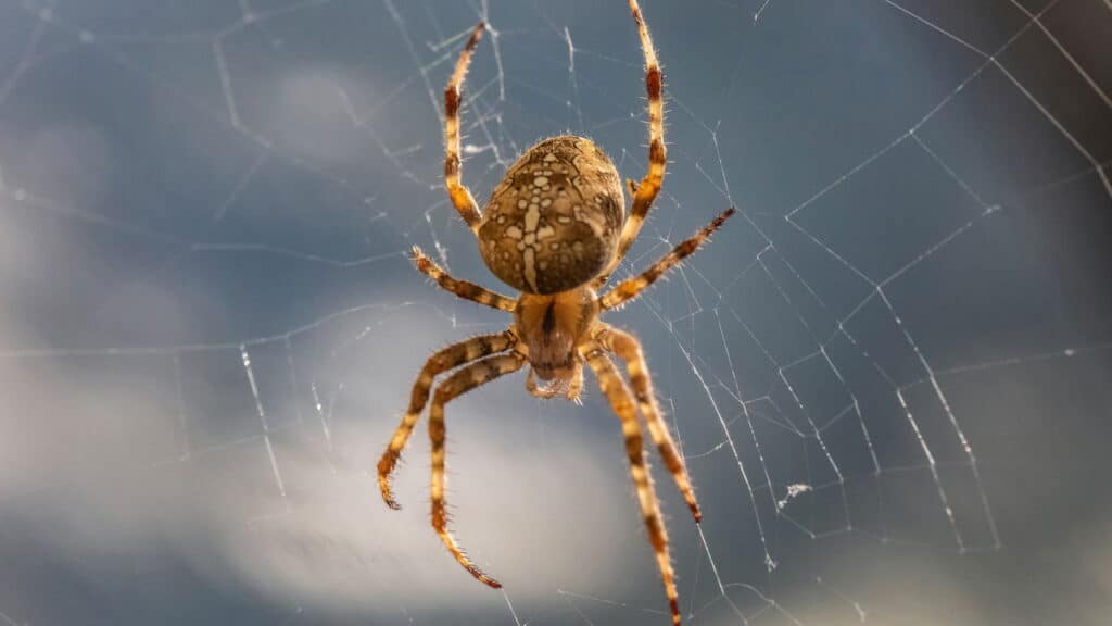 Aranhas em casa? Veja os truques simples e naturais para se livrar delas de vez