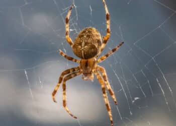 Saiba como afastar aranhas com esse truque japonês simples e sem produtos químicos