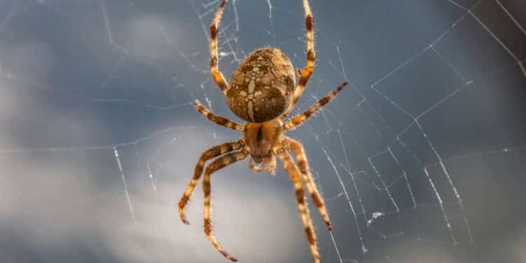 Saiba como afastar aranhas com esse truque japonês simples e sem produtos químicos