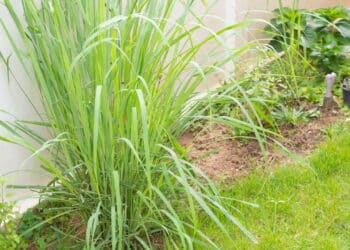 Remédio natural: conheça a planta que ajuda no combate à gripe forte e traz bem-estar