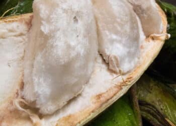 Conheça a fruta exótica do Brasil que lembra sorvete e surpreende no sabor