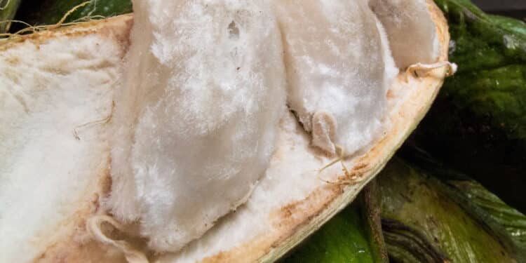 Conheça a fruta exótica do Brasil que lembra sorvete e surpreende no sabor