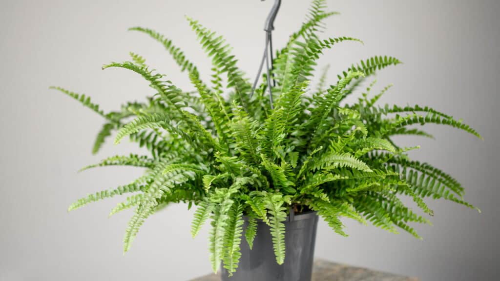 Essas plantas viraram febre em 2025 e podem alegrar o ambiente da sua casa
