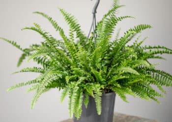 Veja o truque fácil para cultivar samambaia no jardim da sua casa