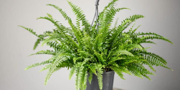 As cinco plantas perfeitas para purificar o ar e criar uma casa mais aconchegante