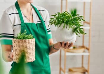 Como usar plantas na decoração: veja as dicas práticas para deixar seu lar mais verde