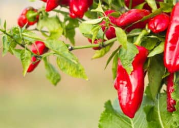 Proteja a entrada da sua casa com essas três plantas essenciais; veja benefícios