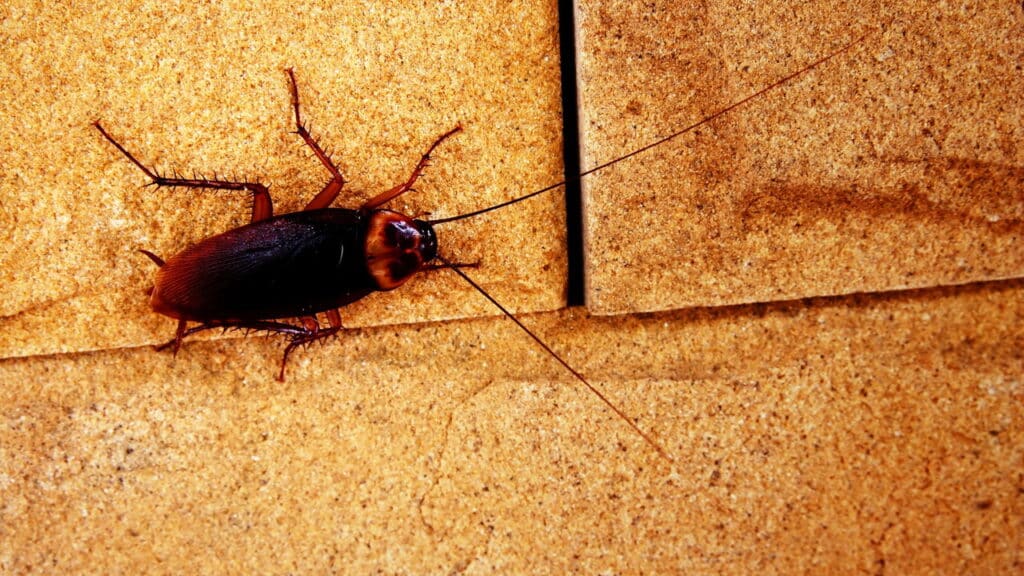 Os truques fáceis de limpeza que afastam pragas da sua cozinha