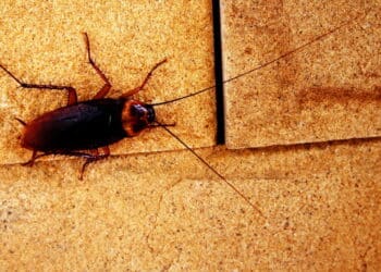 Essa dica com pasta de dente pode afastar baratas da sua casa de forma simples